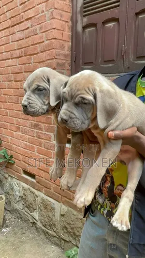 Photo - 1-3 months Male Purebred Bullmastiff