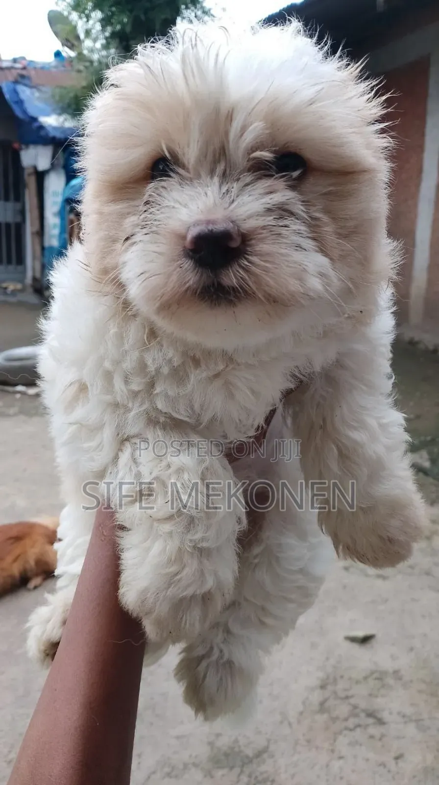 1-3 months Male Purebred Maltese