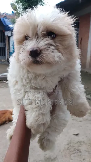 1-3 months Male Purebred Maltese