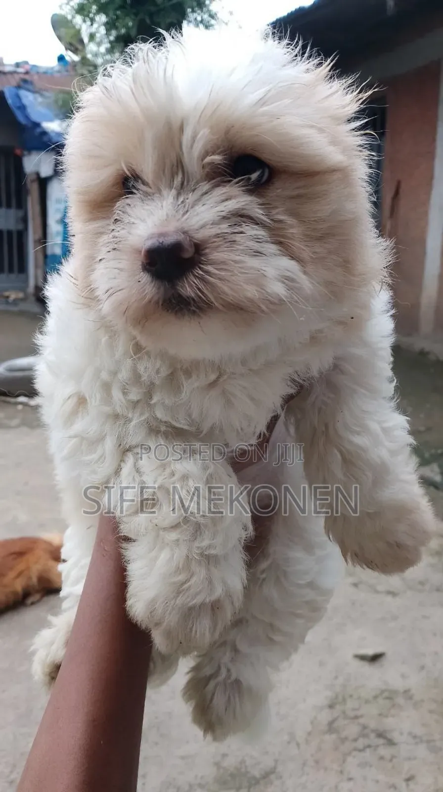 1-3 months Male Purebred Maltese