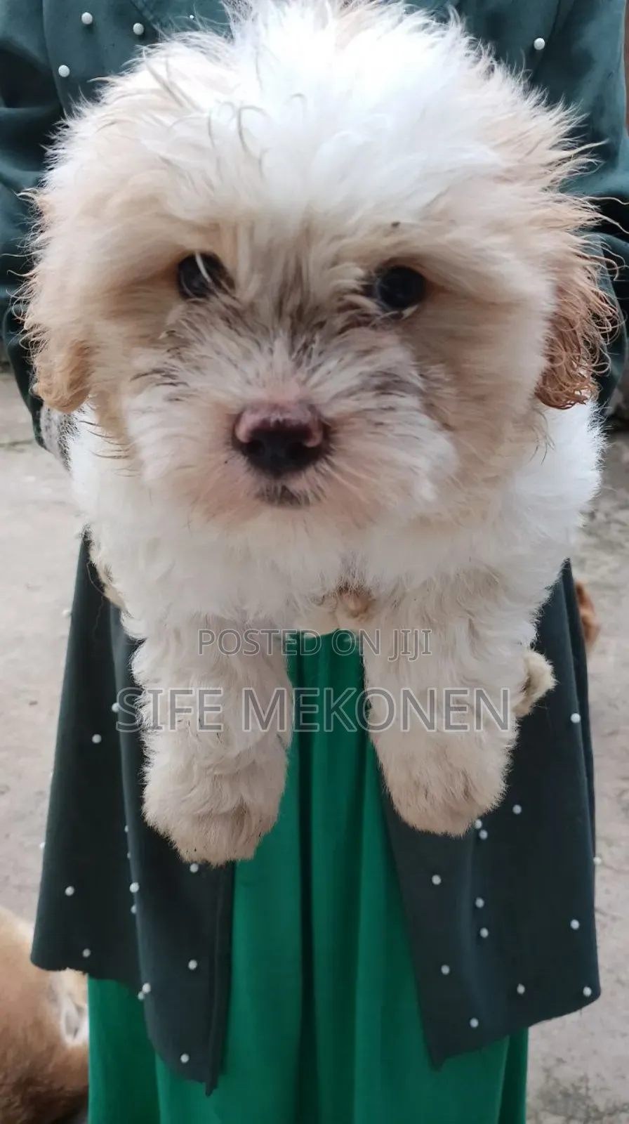 1-3 months Male Purebred Maltese