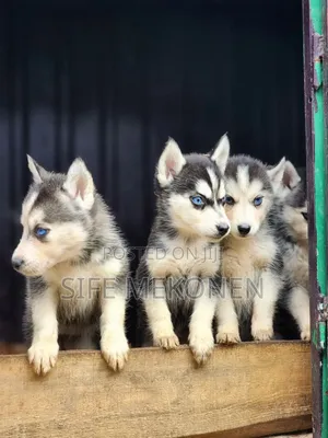 Photo - 1-3 months Male Purebred Siberian Husky