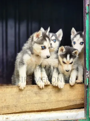 1-3 months Male Purebred Siberian Husky