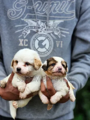 Photo - 1-3 months Male Purebred Maltese