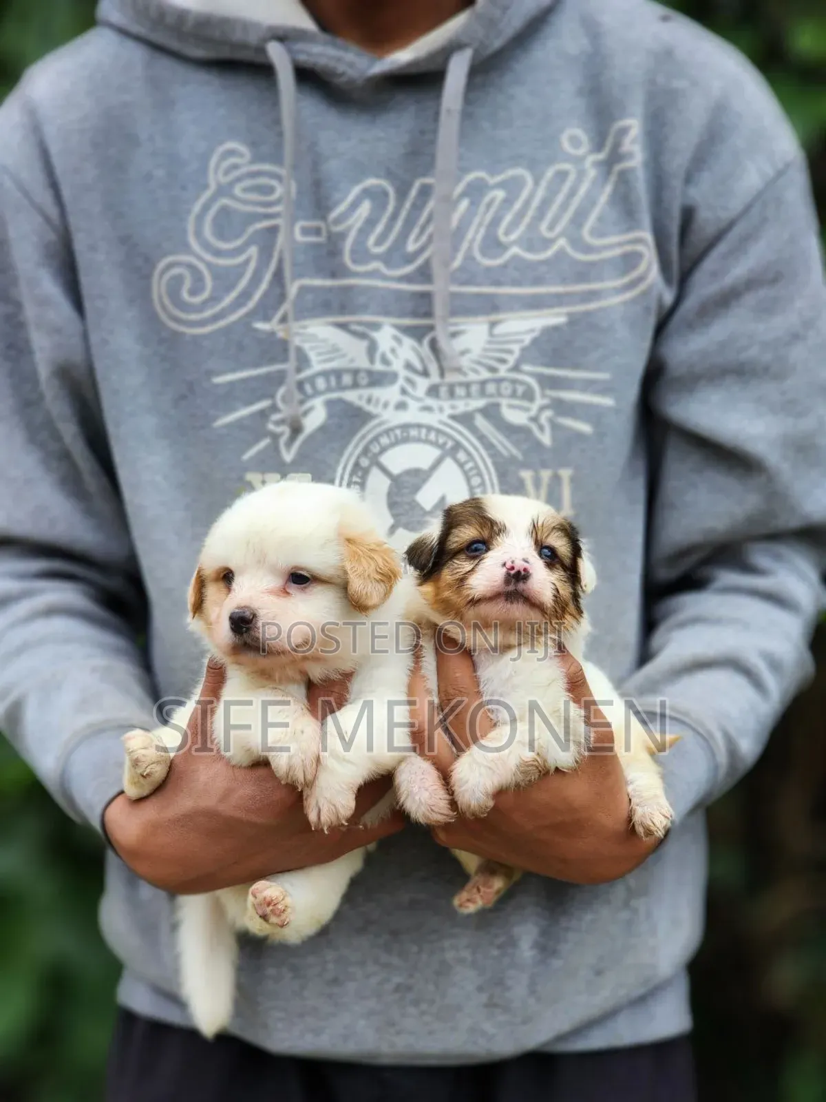 1-3 months Male Purebred Maltese