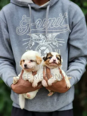 1-3 months Male Purebred Maltese