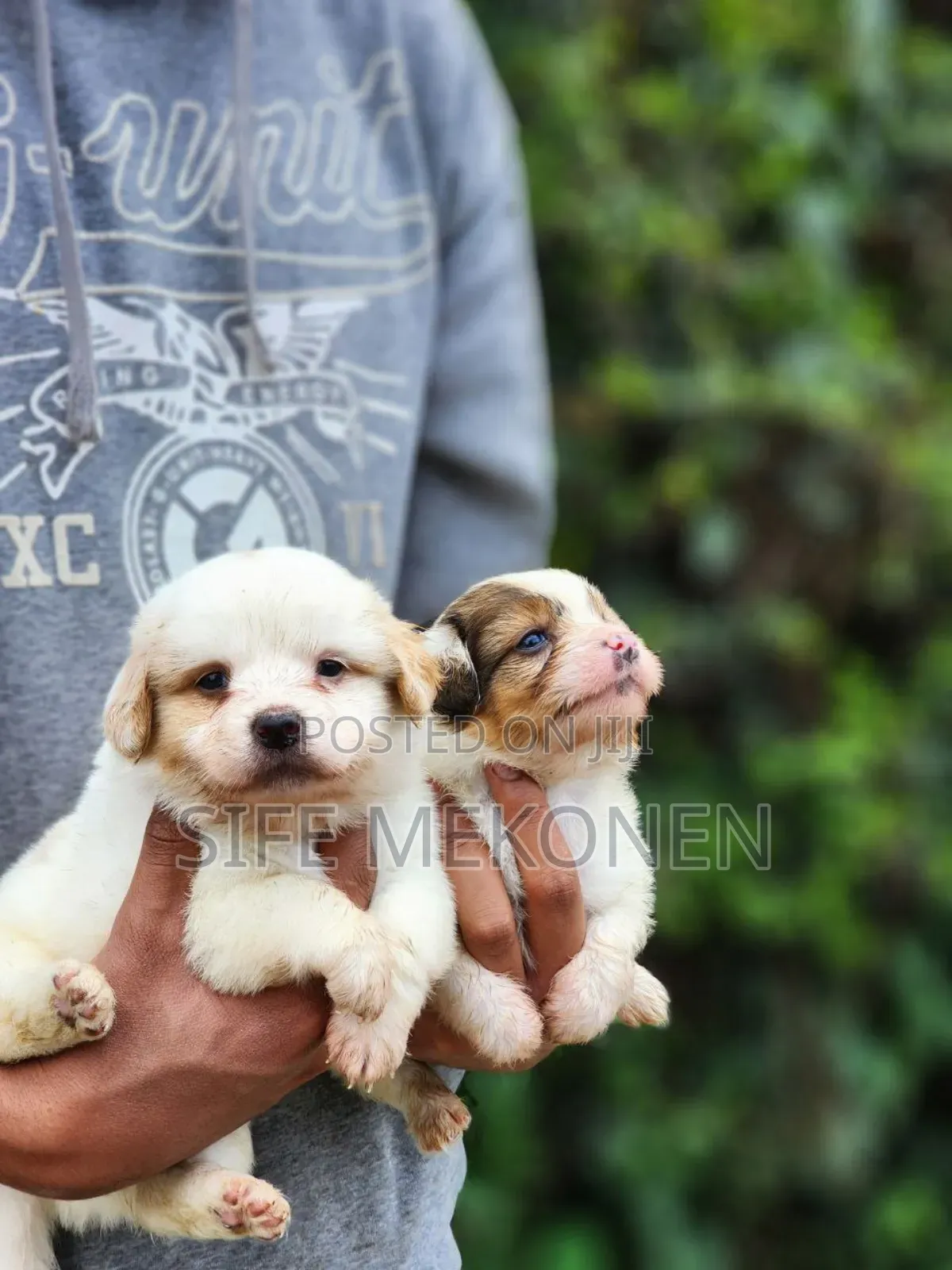 1-3 months Male Purebred Maltese