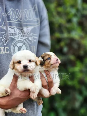 1-3 months Male Purebred Maltese