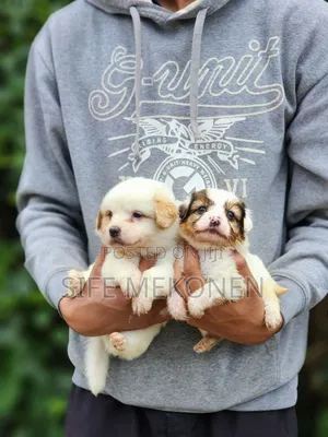 Photo - 1-3 months Male Purebred Maltese