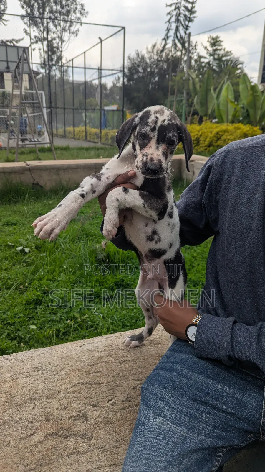 1-3 months Female Purebred Great Dane