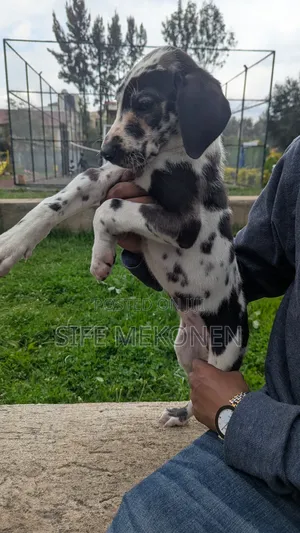 1-3 months Female Purebred Great Dane