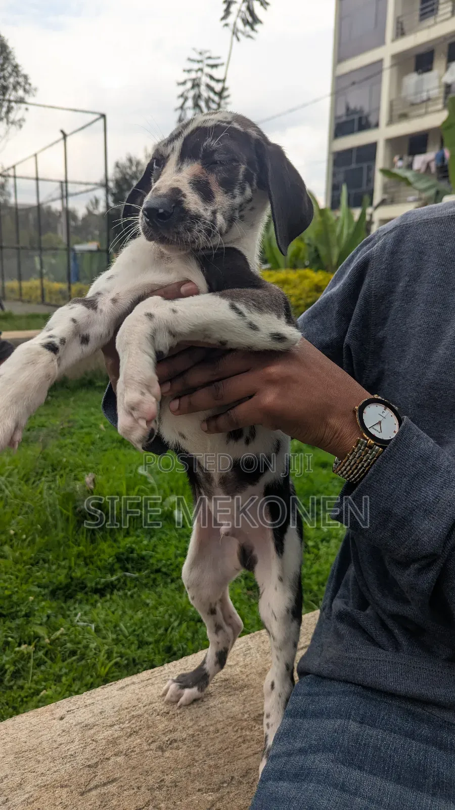 1-3 months Female Purebred Great Dane