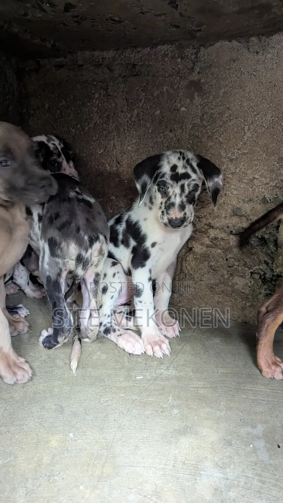 1-3 months Male Purebred Great Dane