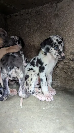 1-3 months Male Purebred Great Dane