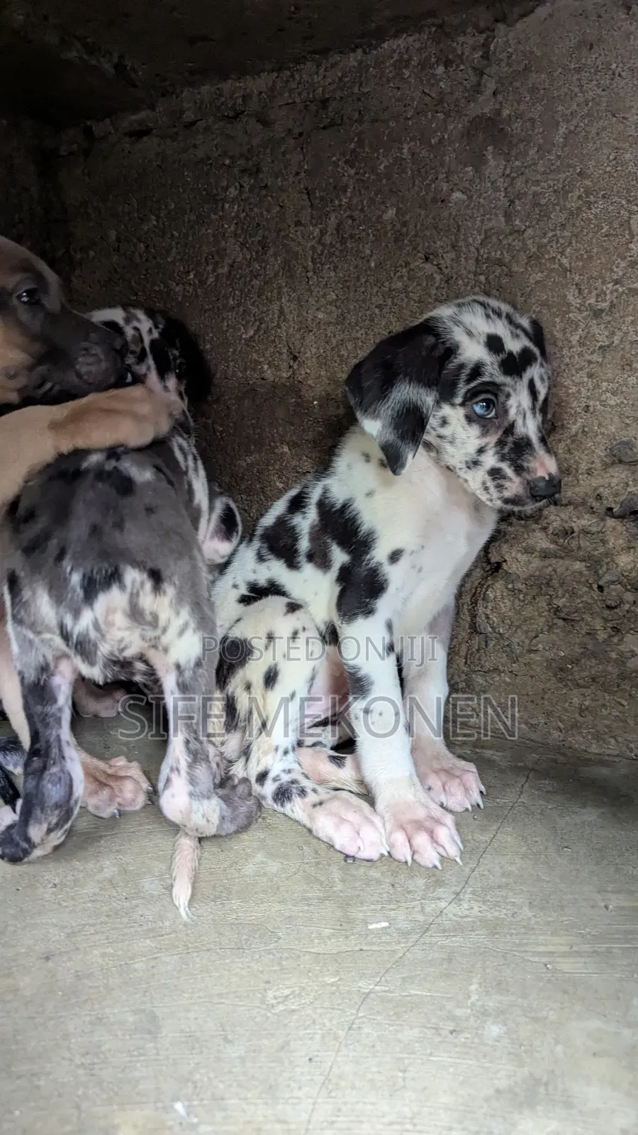 1-3 months Male Purebred Great Dane