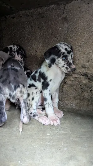 1-3 months Male Purebred Great Dane