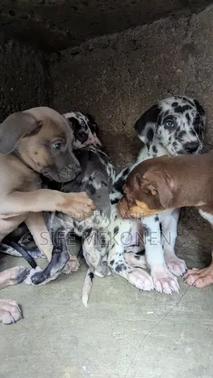 1-3 months Male Purebred Great Dane