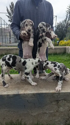 1-3 months Male Purebred Great Dane
