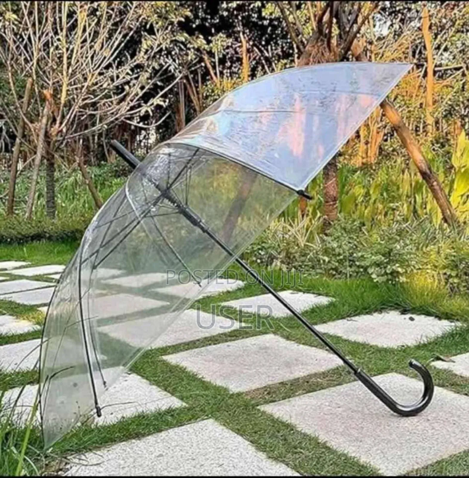 Transparent Umbrella