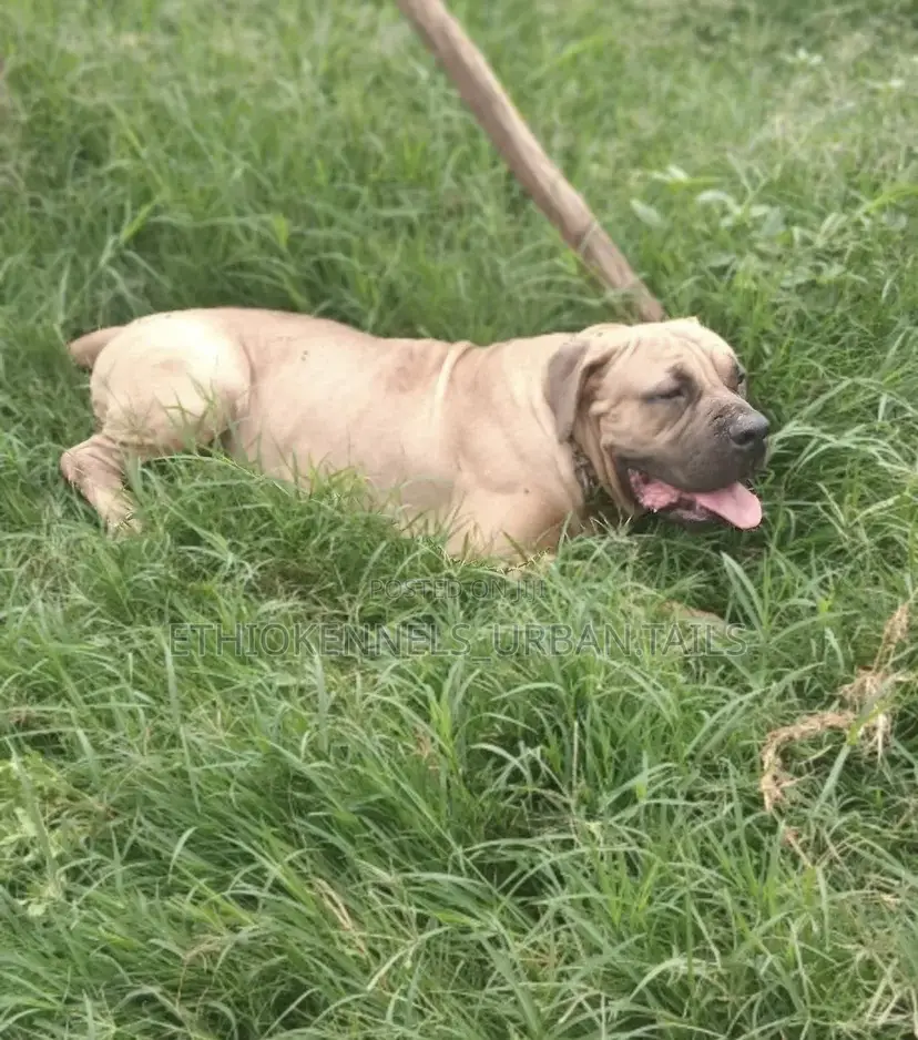 6-12 months Male Mixed Breed Boerboel