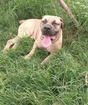 Photo - 6-12 months Male Mixed Breed Boerboel