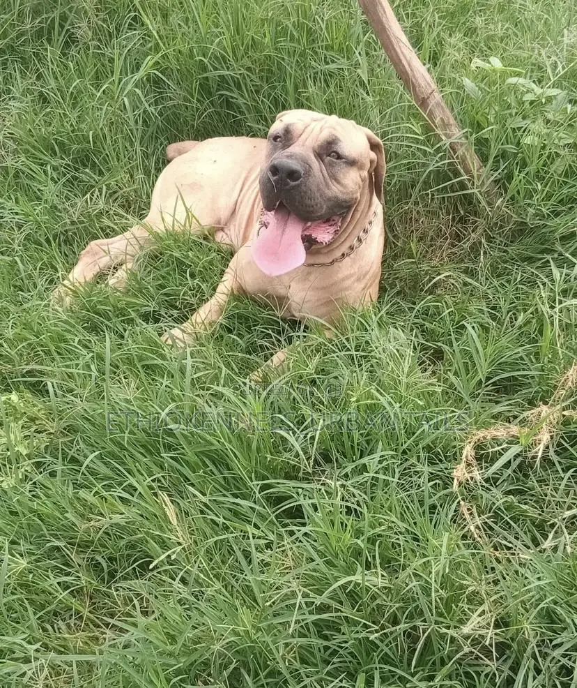 6-12 months Male Mixed Breed Boerboel