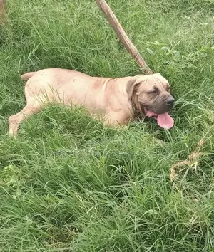 6-12 months Male Mixed Breed Boerboel