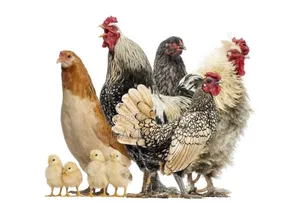 Photo - Goat and Chicken