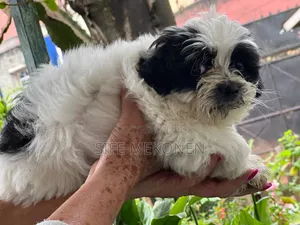 1-3 months Female Purebred Maltese