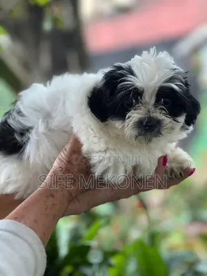 Photo - 1-3 months Female Purebred Maltese