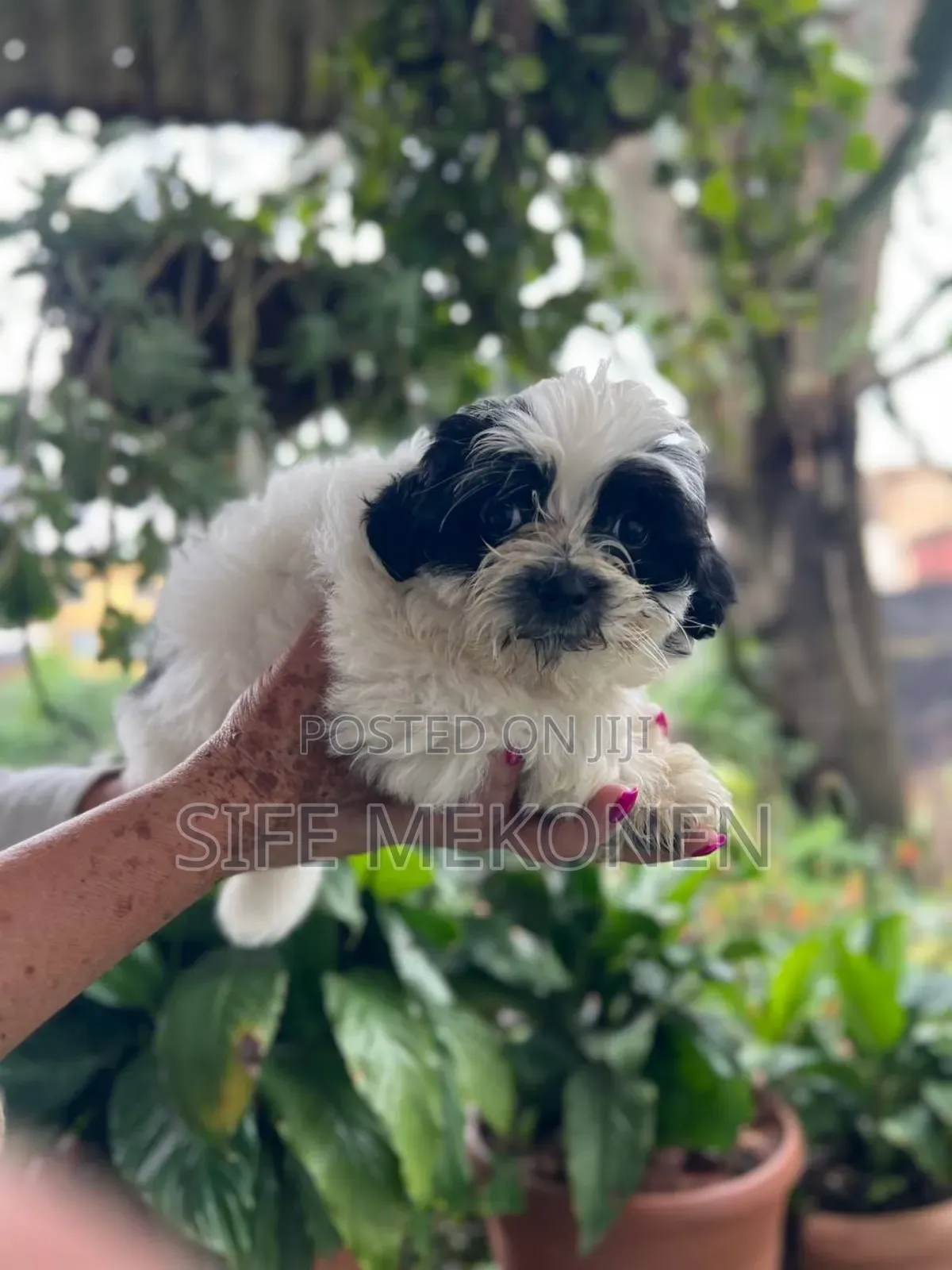 1-3 months Male Purebred Maltese