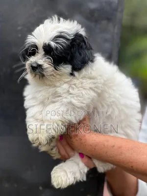 Photo - 1-3 months Male Purebred Maltese