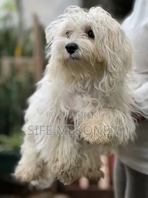 6-12 months Male Purebred Maltese