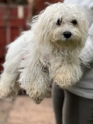 Photo - 6-12 months Male Purebred Maltese