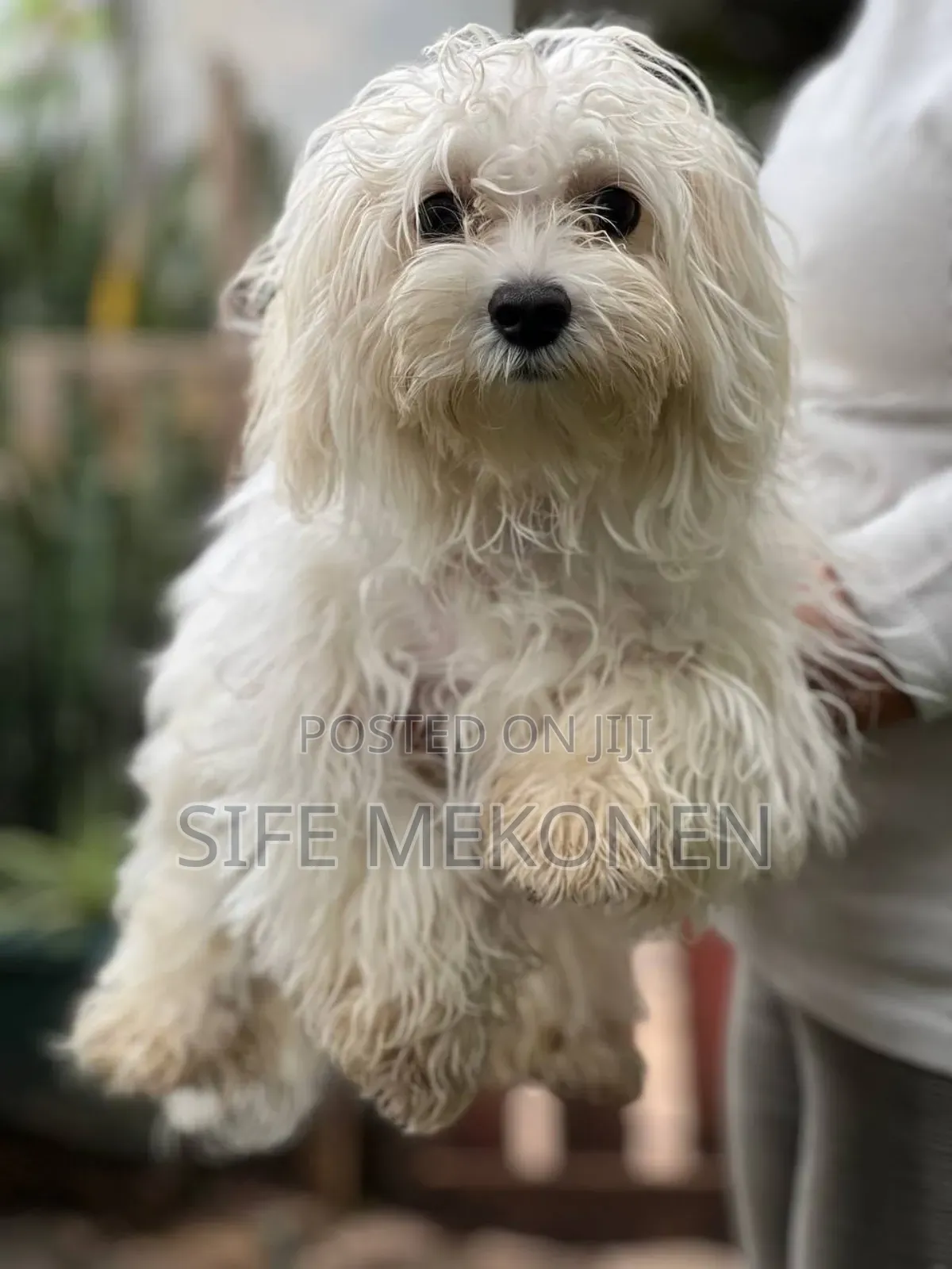 6-12 months Female Purebred Maltese
