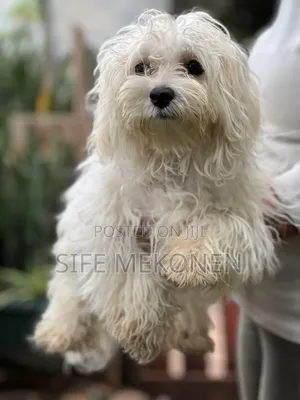 Photo - 6-12 months Female Purebred Maltese