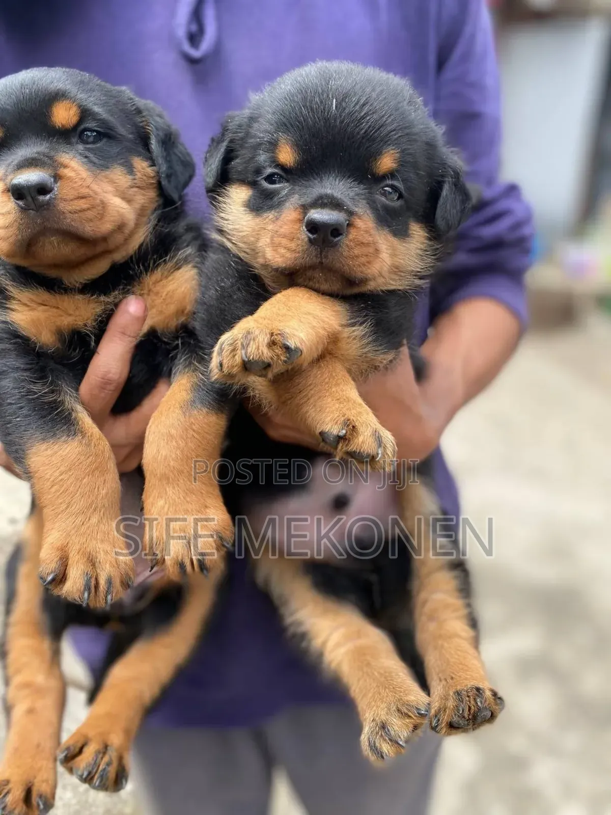 1-3 months Male Purebred Rottweiler