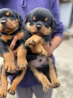 Photo - 1-3 months Male Purebred Rottweiler
