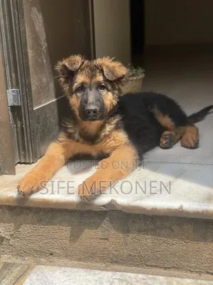 Photo - 1-3 months Male Purebred German Shepherd