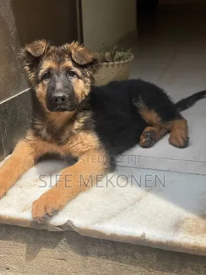 1-3 months Male Purebred German Shepherd