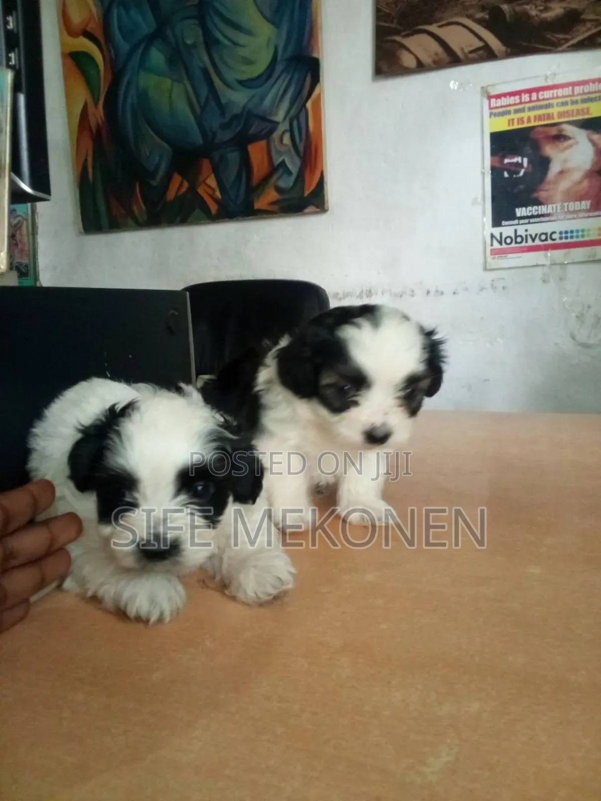 1-3 months Male Purebred Maltese