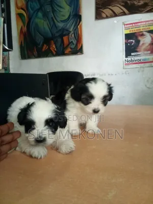 Photo - 1-3 months Male Purebred Maltese
