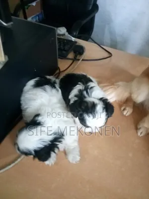 1-3 months Male Purebred Maltese