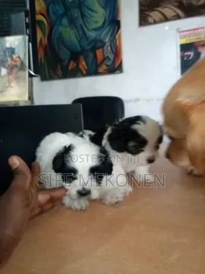 1-3 months Female Purebred Maltese