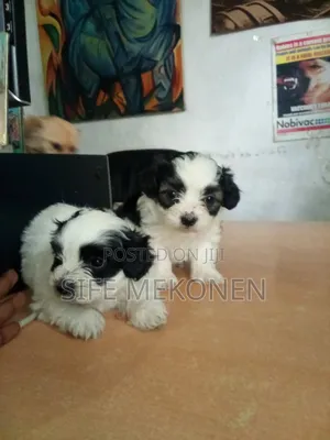 Photo - 1-3 months Female Purebred Maltese