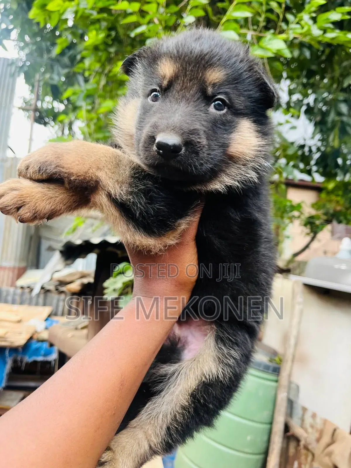 1-3 months Male Purebred German Shepherd