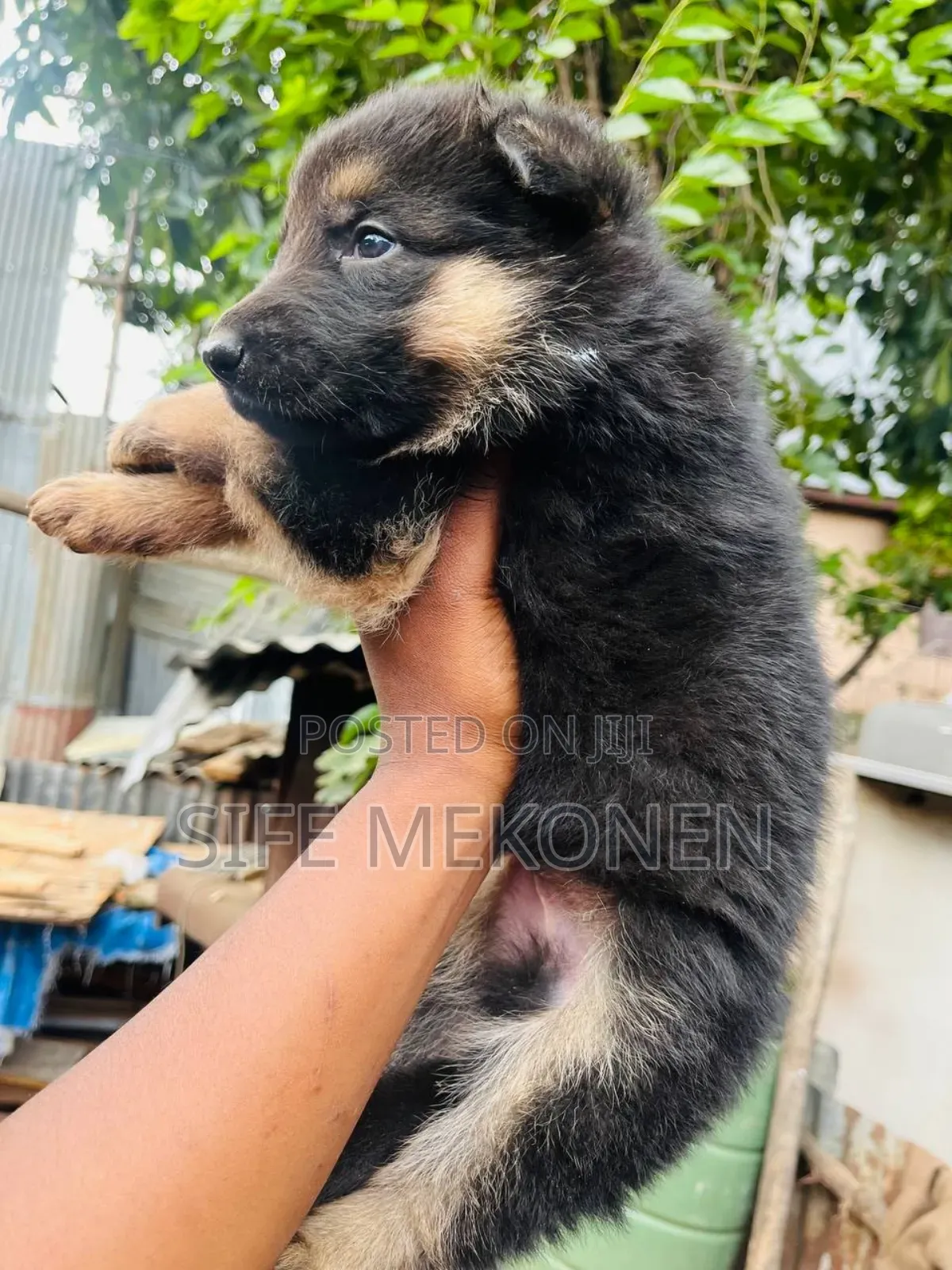1-3 months Male Purebred German Shepherd