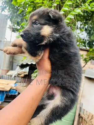 1-3 months Male Purebred German Shepherd