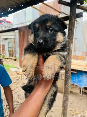 1-3 months Male Purebred German Shepherd