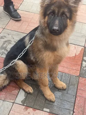 3-6 months Male Purebred German Shepherd